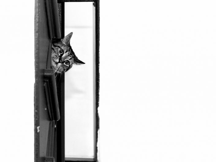 Boxed In | Mr. Kitty | Cat Photography | Upstate NY | Albany NY Photographer Dave Butterworth | EyeWasHere Photography | Eye Was Here