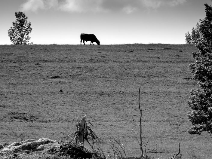 Bull On A Hill | Black and White Farm Animal Landscape Photography by Dave Butterworth | EyeWasHere Paint it Black | Eye Was Here Photography