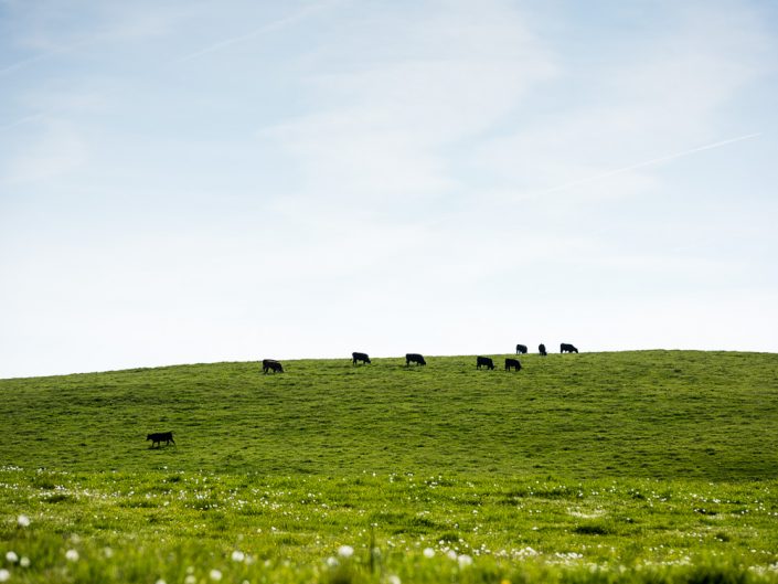 Cows In a Field | Virginia Landscape Photography | Architectural Photography | Nature | Farmland | Farm Animals | Photographer Dave Butterworth | Eye Was Here Photography | EyeWasHere