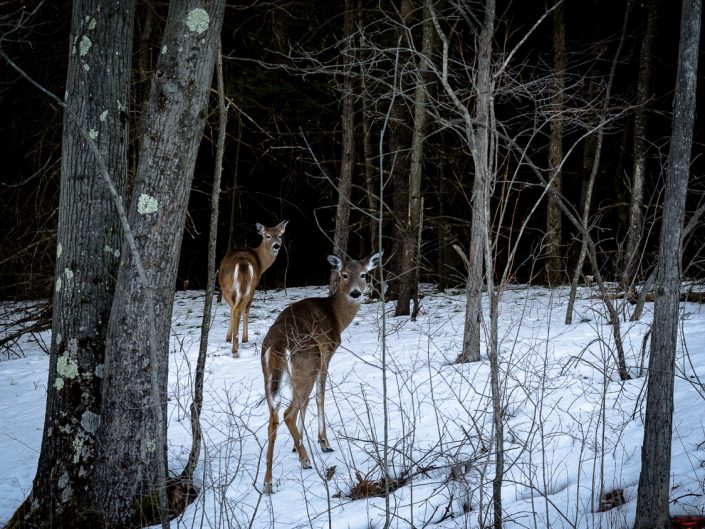 Deer | Deer Walking Through The Woods In the Winter | Upstate NY landscape photography | Nature Photography | Photographer Dave Butterworth | EyeWasHere | Eye Was Here Photography