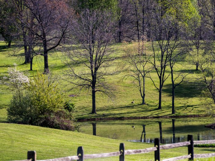 Duck and Pond | Virginia Landscape Photography | Nature | Farmland | farm Animals | Photographer Dave Butterworth | Eye Was Here Photography | EyeWasHere