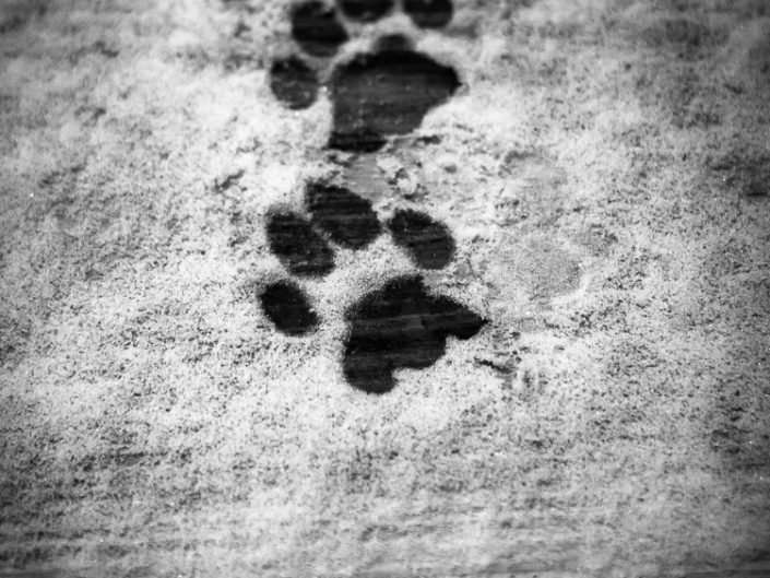 Footprints | Mr. Kitty | Cat Photography | Upstate NY | Albany NY Photographer Dave Butterworth | EyeWasHere Photography | Eye Was Here