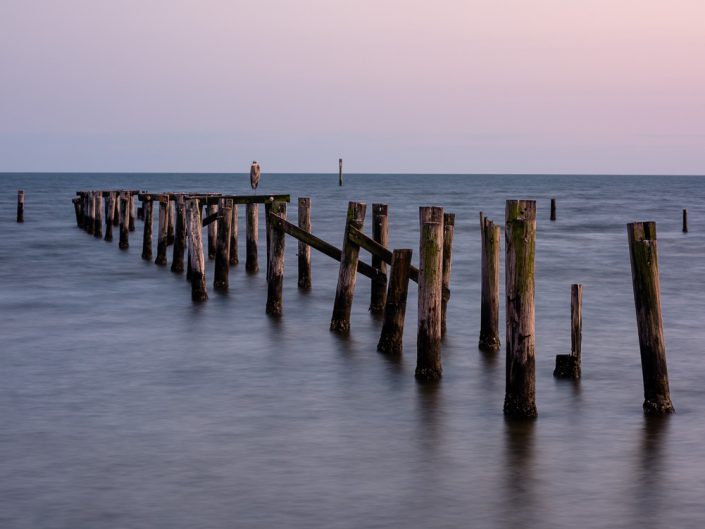 Heron on Broken Dock | Gulfport Mississippi Photography | Landscape | Nature | Gulf Coast Birds | Nikon | Photographer Dave Butterworth | Eye Was Here Photography | EyeWasHere