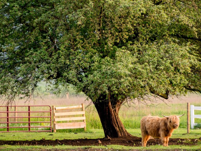 Highland Baby Cow | NY Farm Animal Photo | Upstate NY landscape photography | Nature Photography | Photographer Dave Butterworth | EyeWasHere | Eye Was Here Photography