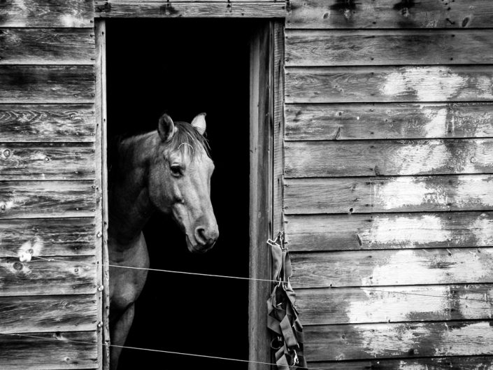 Horse | Black & White Horse Portrait Photo by Dave Butterworth | EyeWasHere Paint it Black | Eye Was Here Photography