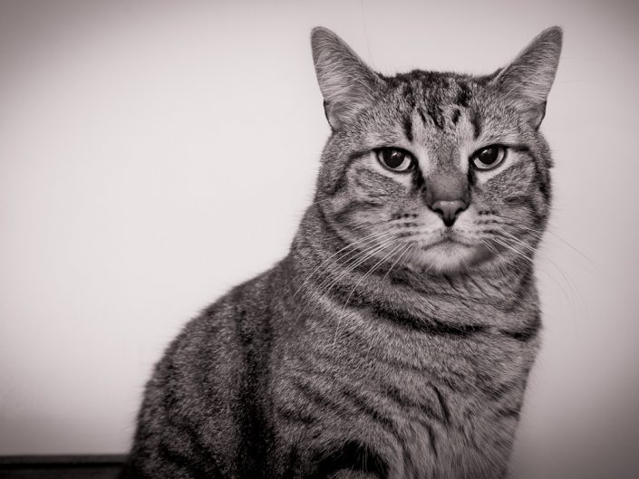 Not Amused | Mr. Kitty | Cat Photography | Upstate NY | Albany NY Photographer Dave Butterworth | EyeWasHere Photography | Eye Was Here
