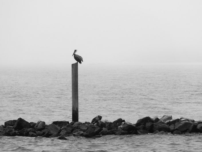 Pelican on a Pole | Gulfport Mississippi Photography | Black and White Landscape | Gulf Coast Birds | Nature | Nikon | Photographer Dave Butterworth | Eye Was Here Photography | EyeWasHere