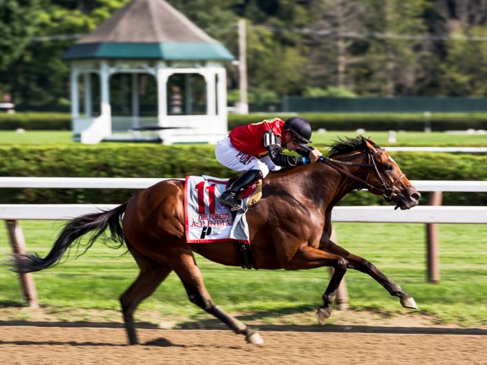 A.P. Indian Horse | Saratoga Race Track Photography | Saratoga Race Course | Horse Racing | Thoroughbred | Equine | Equestrian | Photographer Dave Butterworth | EyeWasHere | Eye Was Here Photography