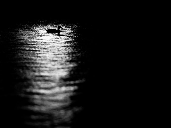 Sitting Duck | Bird Black & White Photography by Dave Butterworth | EyeWasHere Paint it Black | Eye Was Here Photography