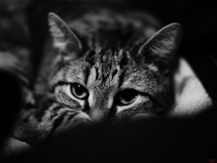 Tired 2 | Mr. Kitty | Cat Photography | Upstate NY | Albany NY Photographer Dave Butterworth | EyeWasHere Photography | Eye Was Here