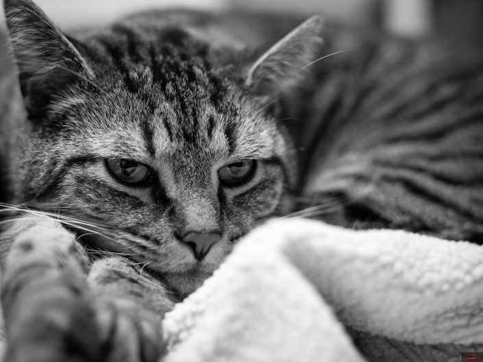 Tired | Mr. Kitty | Cat Photography | Upstate NY | Albany NY Photographer Dave Butterworth | EyeWasHere Photography | Eye Was Here