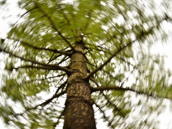 Tree Swirl | Motion Blur Photography | Zoom Effect | Camera Movement | Albany NY Photographer Dave Butterworth | EyeWasHere Photography | Eye Was Here