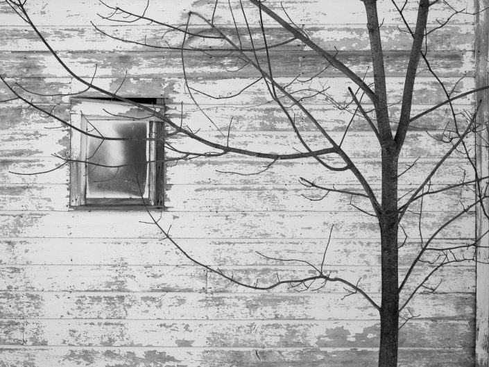 Tree & Window | Thacher Park Black and White Photography by Dave Butterworth | EyeWasHere Paint it Black | Eye Was Here Photography