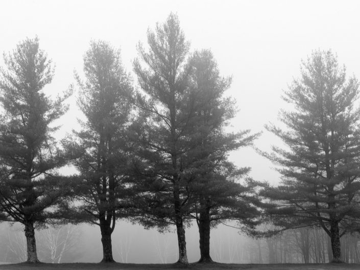 Tree Line | Catskills Black and White Photography by Dave Butterworth | EyeWasHere Paint it Black | Eye Was Here Photography