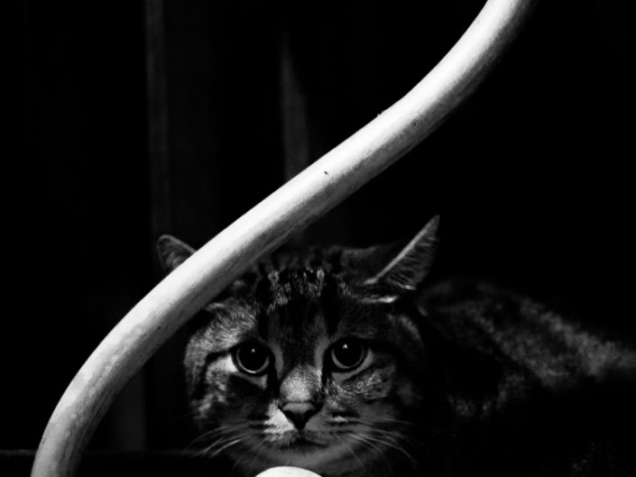 Under The Table | Mr. Kitty | Cat Photography | Upstate NY | Albany NY Photographer Dave Butterworth | EyeWasHere Photography | Eye Was Here
