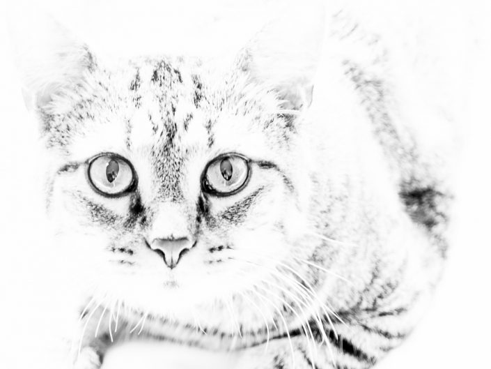 White Kitty | Mr. Kitty | Cat Photography | Upstate NY | Albany NY Photographer Dave Butterworth | EyeWasHere Photography | Eye Was Here