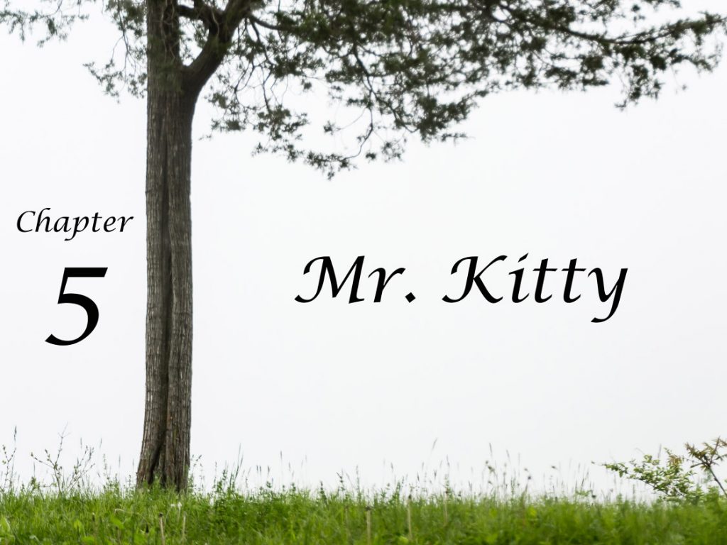 Mr. Kitty | Cat Photography | Eye Was Here Photography Chapters | Upstate NY | Albany NY Photographer Dave Butterworth | EyeWasHere