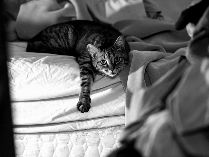 Waking Up | Mr. Kitty | Cat Photography | Upstate NY | Albany NY Photographer Dave Butterworth | EyeWasHere Photography | Eye Was Here