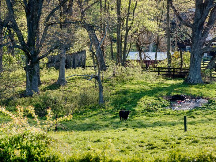 Cow In a Field | Virginia Landscape Photography | Nature | Farmland | Farm Animals | Photographer Dave Butterworth | Eye Was Here Photography | EyeWasHere