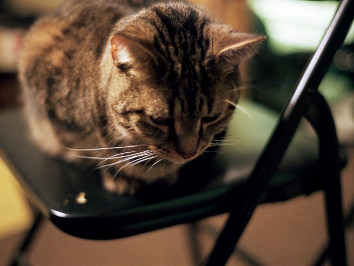 Kitty On A Chair | NY Film Photography | 35mm Film Photography | Kodak | Fuji | Albany NY Photographer Dave Butterworth | EyeWasHere Photography | Eye Was Here