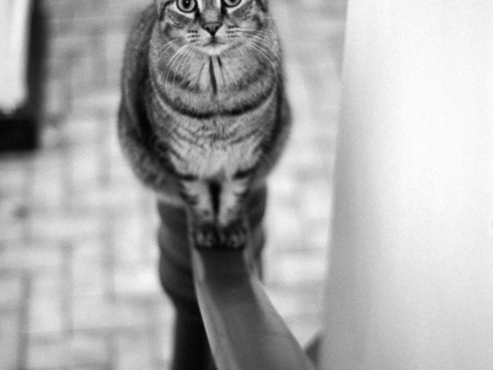 Kitty On Railing | Black & White Cat Photo | NY Film Photography | 35mm Film Photography | Kodak | Fuji | Albany NY Photographer Dave Butterworth | EyeWasHere Photography | Eye Was Here