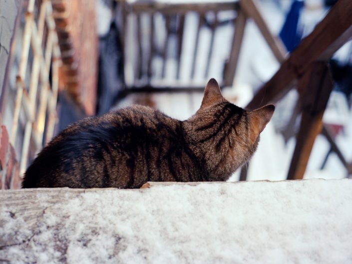 Kitty On The Deck | NY Film Photography | 35mm Film Photography | Kodak | Fuji | Albany NY Photographer Dave Butterworth | EyeWasHere Photography | Eye Was Here