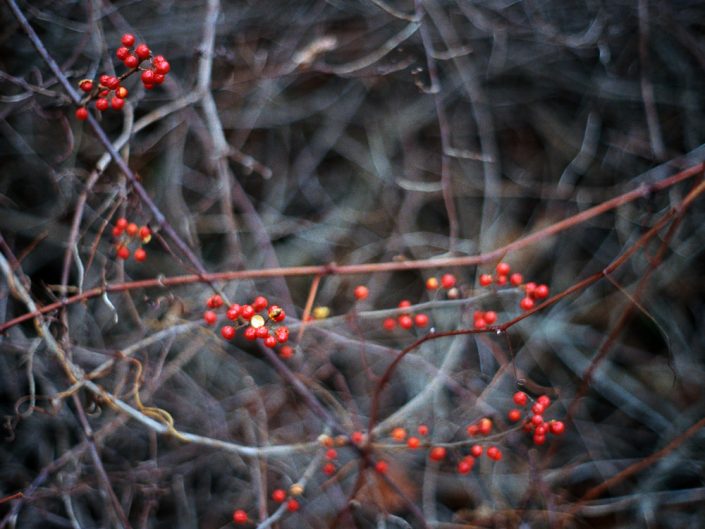 Tangled | Nature Photography | NY Film Photography | 35mm Film Photography | Kodak | Fuji | Albany NY Photographer Dave Butterworth | EyeWasHere Photography | Eye Was Here