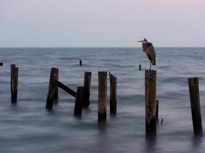 An Old Friend | Heron on a Piling | Gulfport Mississippi Photography | Gulf Coast Birds | Nature | Twilight | Photographer Dave Butterworth | Eye Was Here Photography | EyeWasHere
