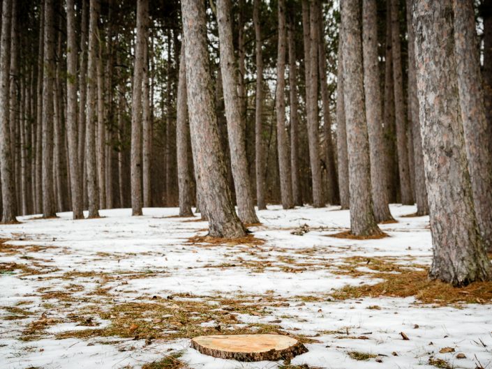 Tree Stump | Thacher Park Winter Landscape | Albany NY | Upstate NY landscape photography | Nature Photography | Photographer Dave Butterworth | EyeWasHere | Eye Was Here Photography