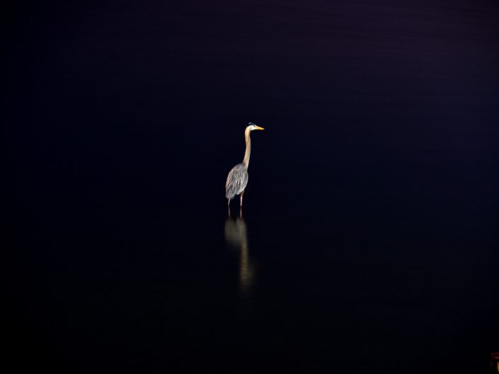 Heron Spotlight | Gulfport Mississippi Photography | Gulf Coast Birds | Long Exposure | Nikon | Nature | Photographer Dave Butterworth | Eye Was Here Photography | EyeWasHere