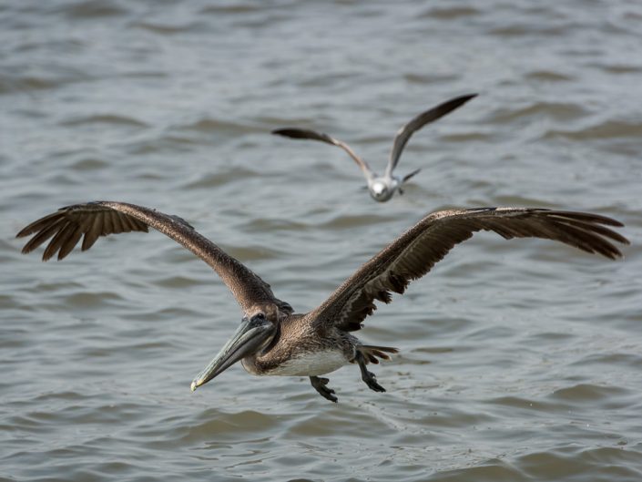 Seagull Chasing a Pelican | Gulfport Mississippi Photography | Nature Photography | Gulf Coast Birds | Nikon | Photographer Dave Butterworth | Eye Was Here Photography | EyeWasHere
