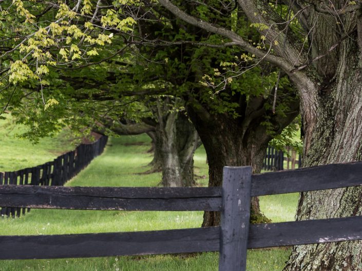Fence and Trees in a Line | Virginia Landscape Photography | Nature | Farmland | farm Animals | Photographer Dave Butterworth | Eye Was Here Photography | EyeWasHere