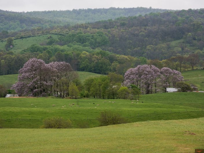 Purple Trees and Sheep | Virginia Landscape Photography | Nature | Farmland | farm Animals | Photographer Dave Butterworth | Eye Was Here Photography | EyeWasHere