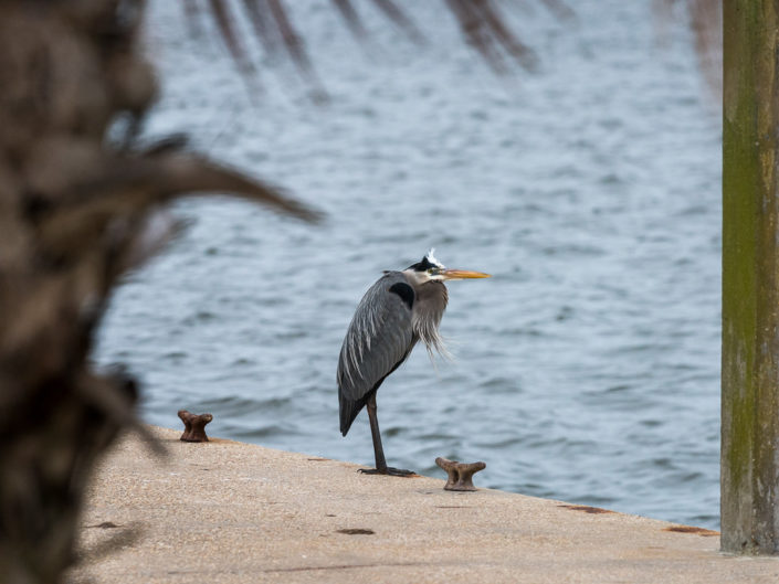 Heron on The Dock | Gulfport Mississippi Photography | Nature | Gulf Coast Birds | Photographer Dave Butterworth | Eye Was Here Photography | EyeWasHere