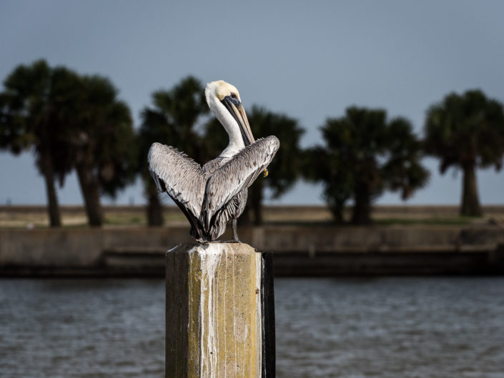 Perfect Light Pelican | Gulfport Mississippi Photography | Gulf Coast Birds | Nature | Nikon | Photographer Dave Butterworth | Eye Was Here Photography
