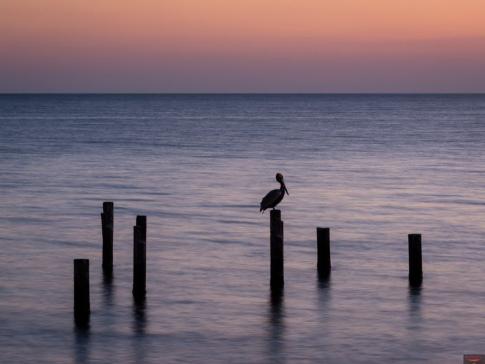 Pelican at Sunset | Gulfport Mississippi Photography | Landscape Photography in and around Gulfport | Nature | Gulf Coast | Photographer Dave Butterworth | Eye Was Here Photography